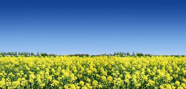 Idyllische Landschaft Gelbe Colza Felder Und Blauer Himmel Hintergrund — Stockfoto