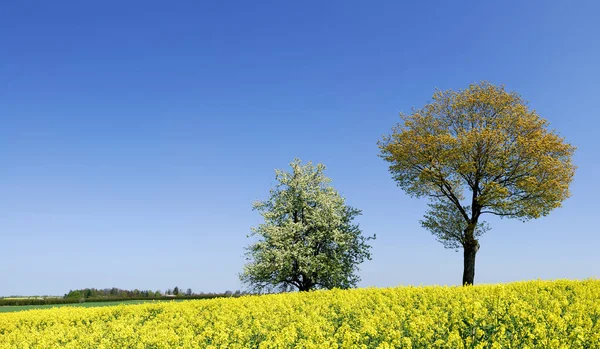 Idyllische Landschaft Einsame Bäume Zwischen Rapsfeldern Blauer Himmel Hintergrund — Stockfoto