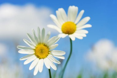 Mavi gökyüzü ve bulutlar arka planda yeşil alan üzerinde güzel camomiles
