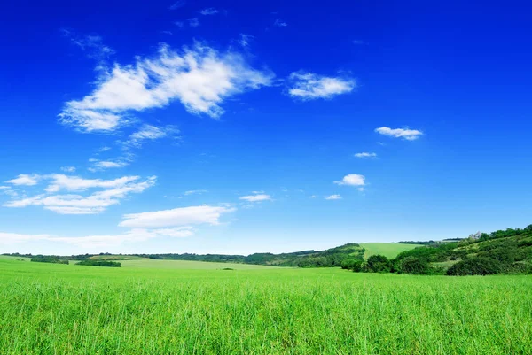 Paisagem Grama Vista Campos Verdes Céu Azul Nuvens Brancas Fundo — Fotografia de Stock