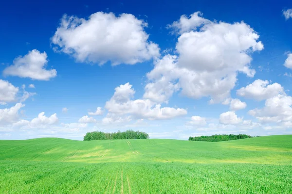 Idyllische Grasland Lente Landschap Glooiende Groene Velden Blauwe Hemel Witte — Stockfoto