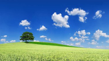 Pastoral manzara, yeşil alanlar, mavi gökyüzü ve arka plan beyaz bulutlar arasında yalnız ağaç