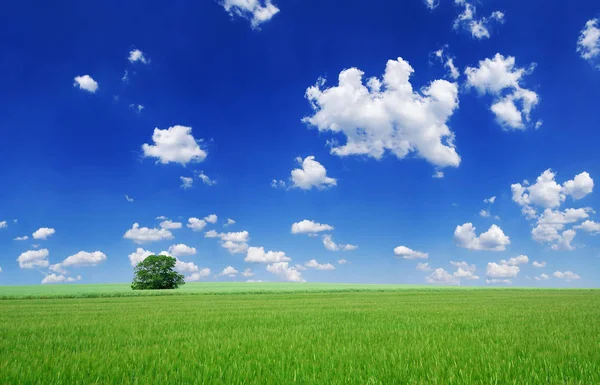 Idyllische Landschap Eenzame Boom Onder Groene Velden Blauwe Hemel Witte — Stockfoto