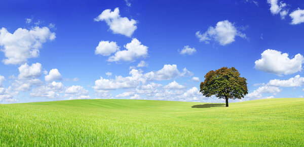 Idyllic panoramic landscape, lonely tree among green fields, in the background blue sky and white clouds