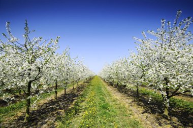 Bahar orchard, satır çiçekli elma ağaçlarının