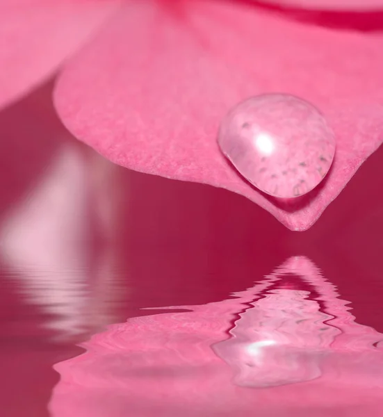 Gotas Lluvia Pétalos Delicada Flor Con Reflexión Sobre Superficie Del —  Fotos de Stock