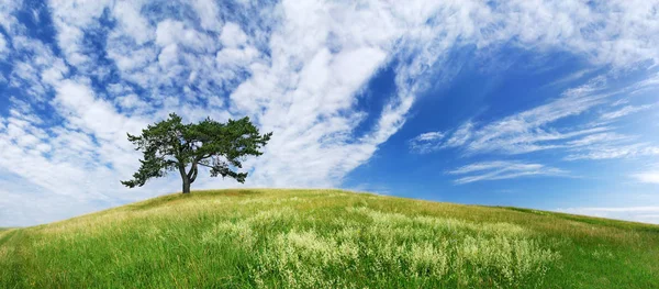 Paisaje Árbol Solitario Entre Campos Verdes Cielo Azul Nubes Blancas — Foto de Stock