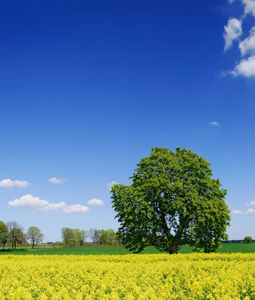 Idyllische Landschaft Einsamer Kastanienbaum Inmitten Von Rapsfeldern Blauer Himmel Und — Stockfoto