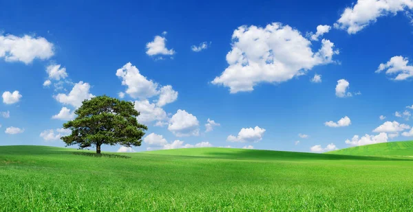 Sielanka Panoramiczny Pejzaż Samotne Drzewo Wśród Zielonych Pól Błękitne Niebo — Zdjęcie stockowe