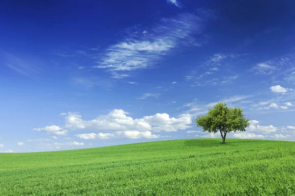 Idyllische landschap, eenzame boom onder de groene velden — Stockfoto