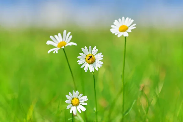 Vackra camomiles på grönt fält — Stockfoto