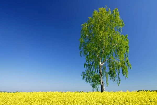 Paisaje idílico, árbol solitario entre campos de violación amarillos —  Fotos de Stock