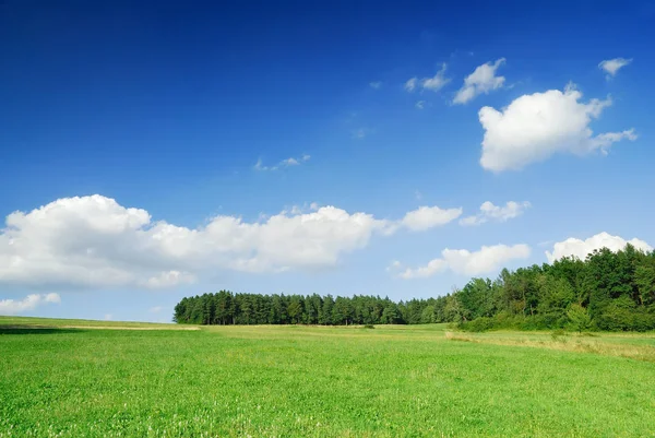 Jarní krajina, pohled na zelené louce a modrá obloha — Stock fotografie
