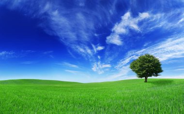 Pastoral manzara, yeşil alanlar arasında yalnız ağaç