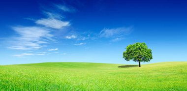 Panoramik pastoral, yeşil alan üzerinde yalnız ağaç