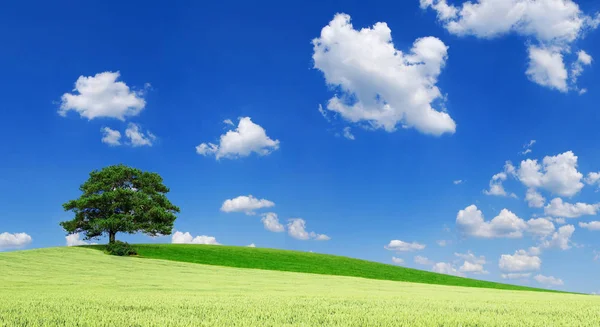 Sielankowy krajobraz, samotne drzewo, wśród zielonych pól — Zdjęcie stockowe