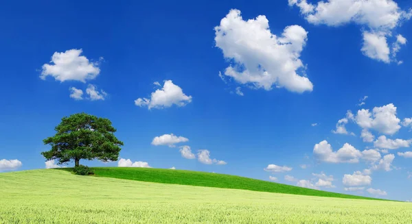 Paisaje idílico, árbol solitario entre campos verdes — Foto de Stock