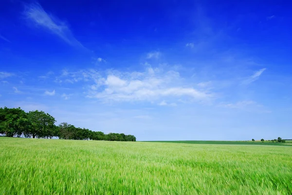 Idyll, view of green fields and blue sky with white clouds — Stock Photo, Image