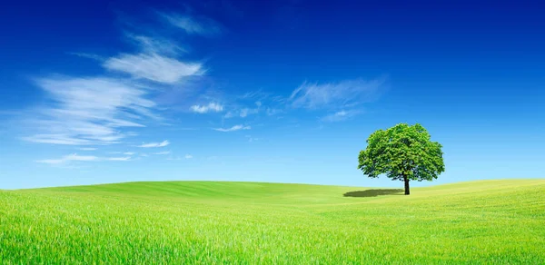 Panoramik pastoral, yeşil alan üzerinde yalnız ağaç