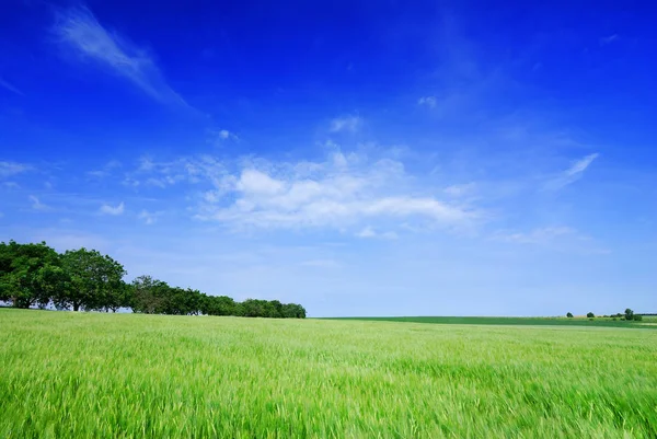 Idylle, uitzicht op de groene velden en blauwe hemel met witte wolken Stockfoto