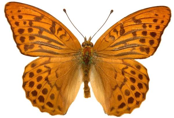 Borboleta colorida isolada — Fotografia de Stock