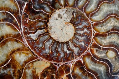 Arka plan, renkli taşlaşmış deniz kabuğu