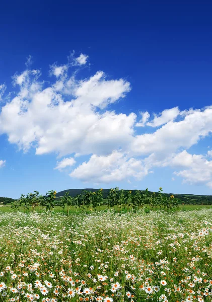Sielankowy widok, zielony i kwieciste łąki — Zdjęcie stockowe