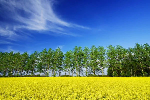 Frühlingsblick, Reihe grüner Bäume inmitten von Rapsfeldern — Stockfoto