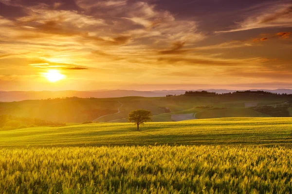 Pastoral manzara, sisli Tuscan hills yükselen güneş ışığında