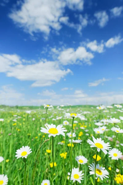 Pastoral görünümü, yeşil ve çiçekli çayır