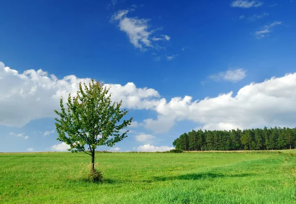 Vista de primavera, árbol solitario entre campos verdes — Foto de Stock