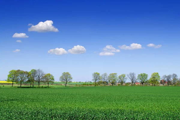 Vista do campo verde e céu azul — Fotografia de Stock