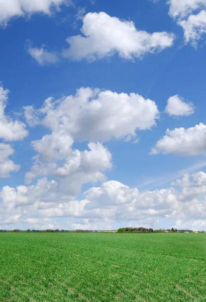 Idyla, zelená pole a modrá obloha s mraky bílá — Stock fotografie