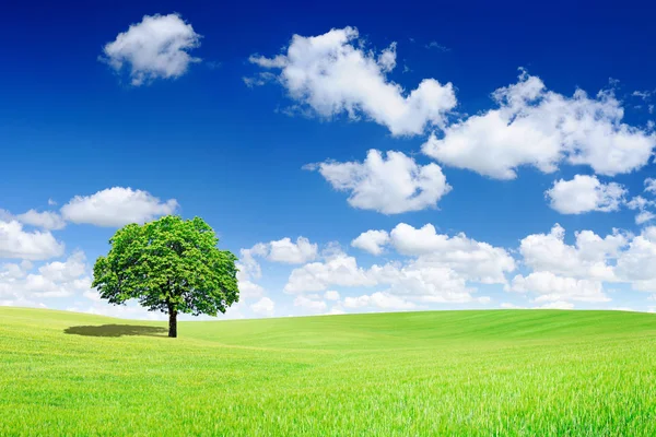 Vista idílica, árbol solitario en el campo verde — Foto de Stock