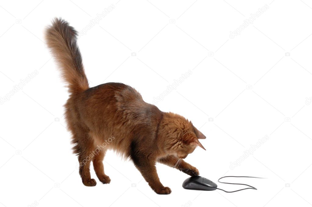 Somali cat with black computer mouse, isolated