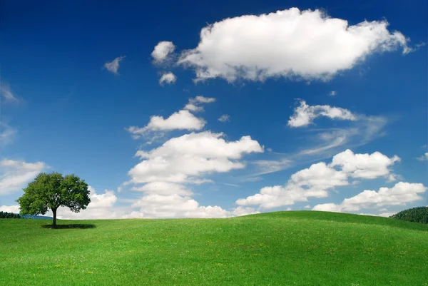 Voorjaar weergave, eenzame boom onder de groene velden — Stockfoto