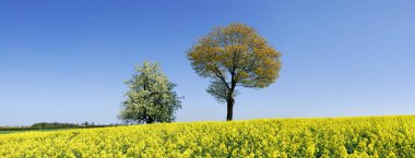Pastoral manzara, tecavüz alanları arasında yalnız ağaçlar