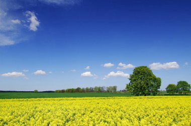 Pastoral manzara, tecavüz alanları arasında yalnız kestane ağacı