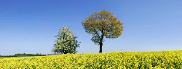 Paysage idyllique, arbres solitaires parmi les champs de viols — Photo