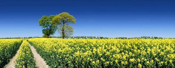 Einsamer Baum neben einem Feldweg, der zwischen grünen Feldern verläuft — Stockfoto