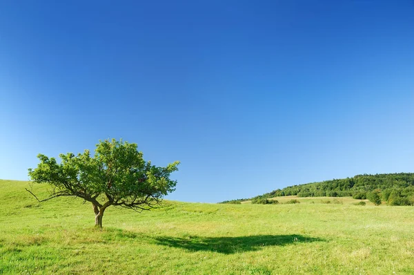 Paisaje idílico, árbol solitario entre campos verdes — Foto de Stock