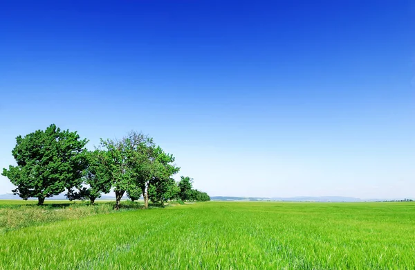 Pastoral görünümü, ağaçlar arasında yeşil alanlar — Stok fotoğraf