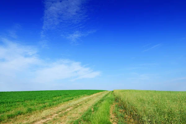 Idylický obraz venkova cestu mezi zelenými poli, modré oblohy v bac — Stock fotografie