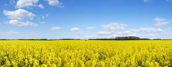 Pastoral manzara, sarı kolza alanlar'ın altında mavi gökyüzü ve wh
