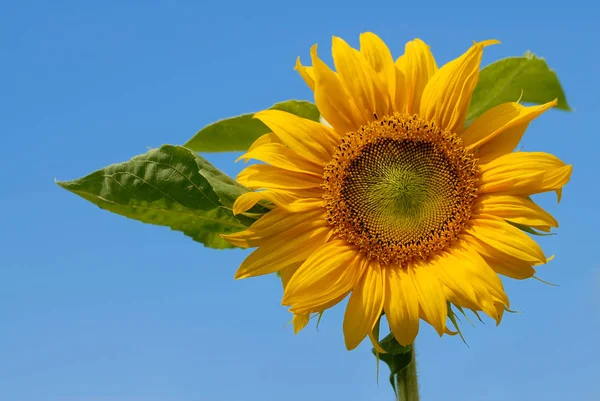 Girasol contra el cielo azul —  Fotos de Stock