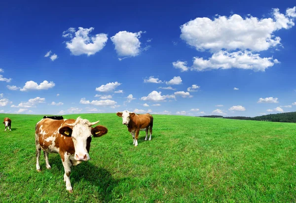 Vacas lecheras de montaña en campo verde — Foto de Stock