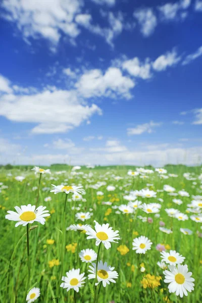 Idyllisk utsikt, grön och blommig äng — Stockfoto