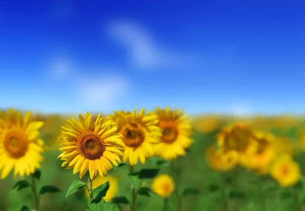 Mooie gele zonnebloemen — Stockfoto