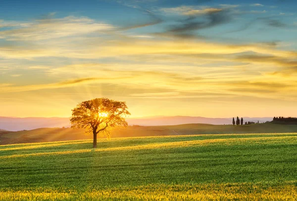 Tuscan görünümü, dalları ile geçen ayar güneş ışınlarının