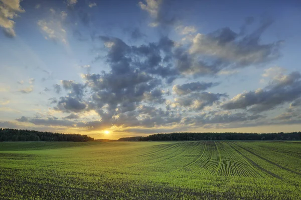 Idylický obraz, mlhavé kolejových polí při východu slunce — Stock fotografie